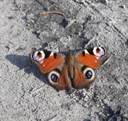 Wiosna w obiektywie klasy II